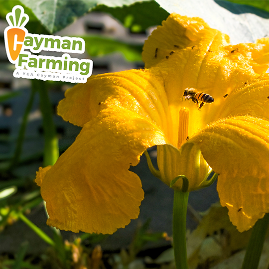 Cayman Farming